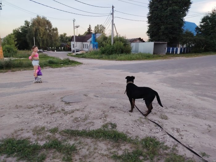 Собачьи страсти