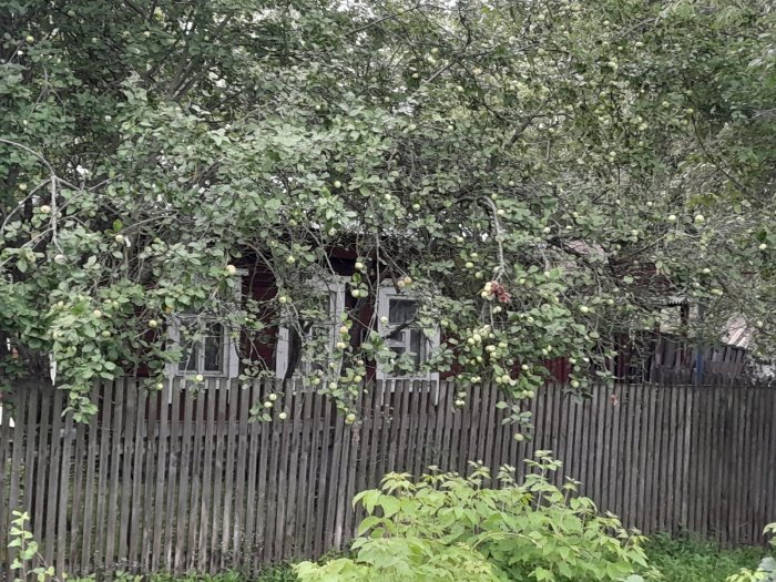 Собачьи страсти
